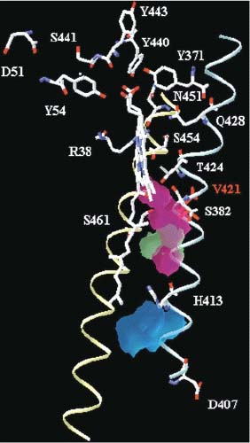 COX mutant structure