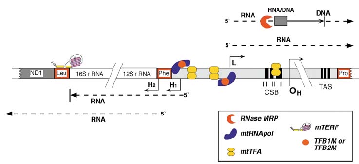 Transcripcion