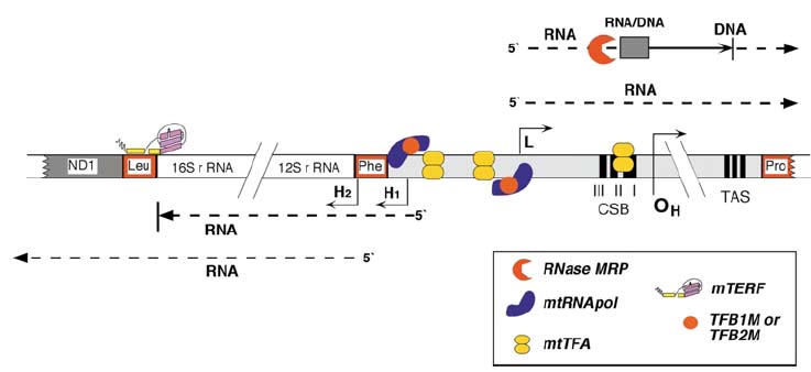 transcripciÃ³n