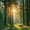 Imagen bosque