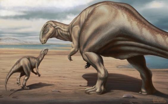 Reconstrucción del nuevo dinosaurio iguanodóntido