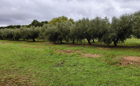 Olivar en la Escuela Politécnica del Campus de Huesca