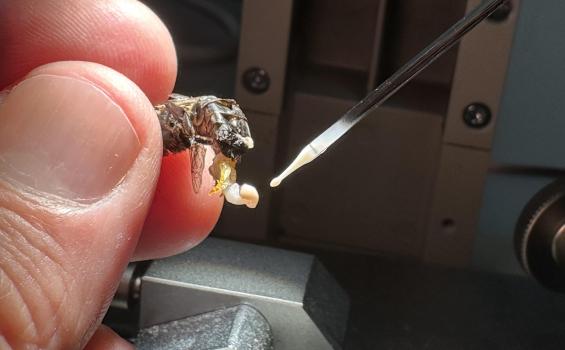 Trabajos de conservación de material genético de abejas