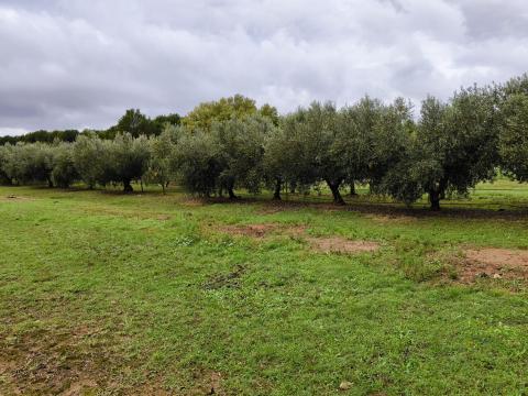 Olivar en la Escuela Politécnica del Campus de Huesca