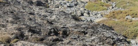 Quema controlada de erizón